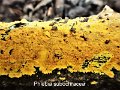 Phlebia subochracea-amf1425